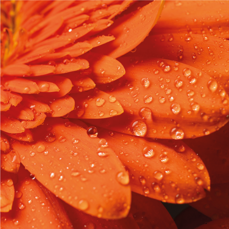 Tapis vinyle plantes pétales orange vif - TenStickers