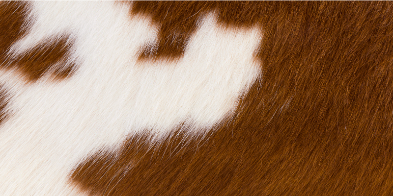 Tapis vinyle motif animal illustration de peau de vache - TenStickers