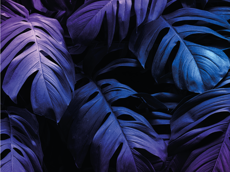 Tapis vinyle plantes conception de feuilles tropicales - TenStickers