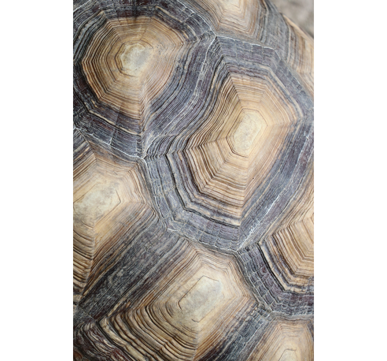 Papier peint salon carapace de tortue - TenStickers