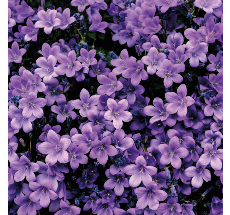 Papier peint floral vague de fleurs violettes - TenStickers