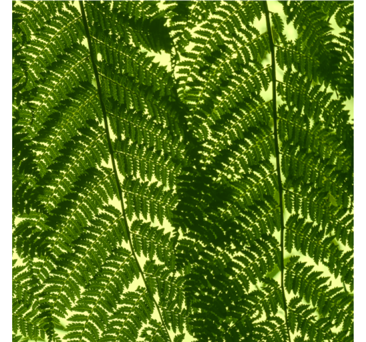 Papier peint scandinave plante de fougère verte - TenStickers