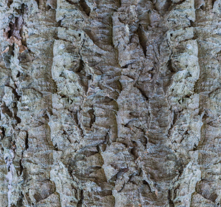 Papier peint bois texture de l'écorce - TenStickers